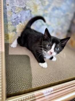 Domestic Short Hair Cats Available for Adoption in Melville, New York - Hunter | PetCurious
