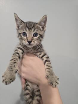 Bear Claw -  Domestic Short Hair Cat for Adoption in Wellington, Kansas - Bear Claw | PetCurious