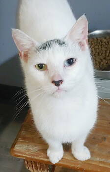 Rescue Domestic Short Hair Cats for Adoption in Pompano Beach, Florida - Aspen | PetCurious