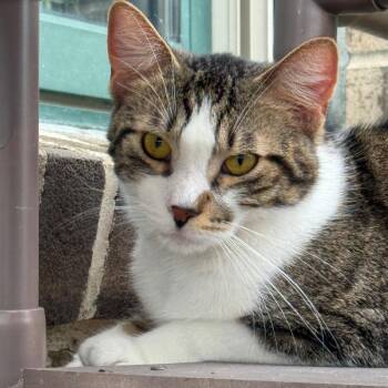 Gus -  American Bobtail Cat for Adoption - Gus | PetCurious