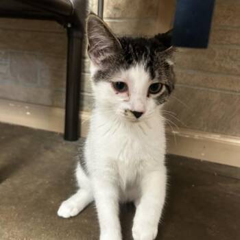 Meowing Cyrus -  Domestic Short Hair Cat for Adoption in Davenport, Iowa - Meowing Cyrus | PetCurious