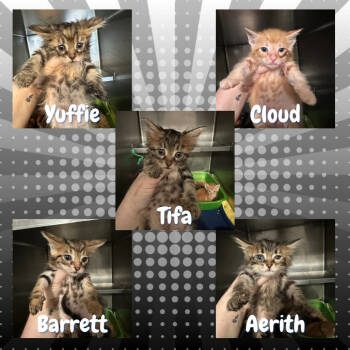 Rescue Domestic Medium Hair Cats for Adoption in Suisun City, California - Yuffie Kisaragi | PetCurious