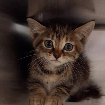 Sophie -  Domestic Short Hair Cat for Adoption in Auburn, Alabama - Sophie | PetCurious