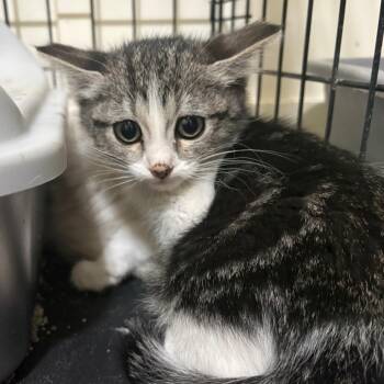 Reaper -  Domestic Short Hair Cat for Adoption in Grantsville, Utah - Reaper | PetCurious