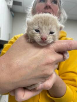 Domestic Short Hair Cats Available for Adoption in Bemidji, Minnesota - Pretty Patches Kitten #3 (orange Male) | PetCurious