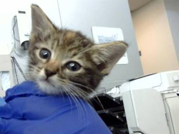 Rescue Domestic Short Hair Cats for Adoption in Dallas, Texas - NAMI | PetCurious