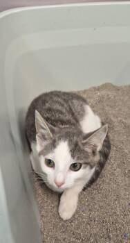 Coco -  Domestic Short Hair Cat for Adoption in Athens, Tennessee - Coco | PetCurious