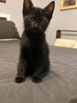 Ginny -  Domestic Short Hair Cat for Adoption in Alafaya, Florida - Ginny | PetCurious