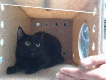 NOVA -  Domestic Short Hair Cat for Adoption in Albuquerque, New Mexico - NOVA | PetCurious