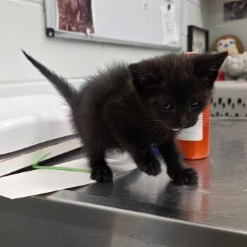 Curry -  Domestic Short Hair Cat for Adoption in Chattanooga, Tennessee - Curry | PetCurious