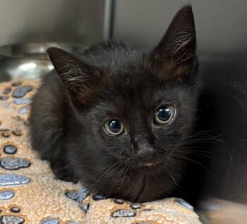 Domestic Short Hair Cats Available for Adoption in Lawrenceville, Georgia - Kc12 | PetCurious