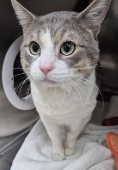 Domestic Short Hair Cats Available for Adoption in Vaughan, Ontario - TOMMY | PetCurious