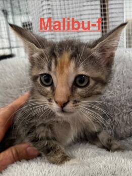 Malibu 26 -  Tabby and Tortoiseshell Cat for Adoption in Brookhaven, Mississippi - Malibu 26 | PetCurious