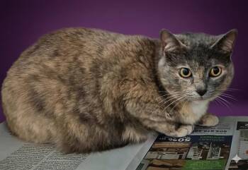 Domestic Short Hair Cats Available for Adoption - MACCHIATO | PetCurious