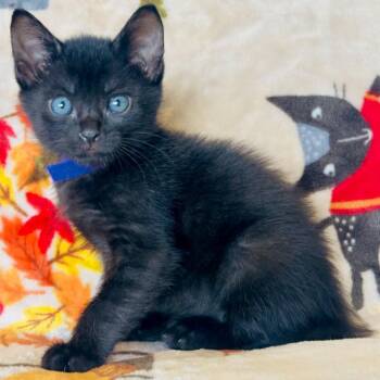 Storm -  Domestic Short Hair Cat for Adoption in Mt. Juliet, Tennessee - Storm | PetCurious