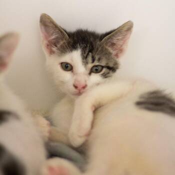 Pistachio -  Domestic Short Hair Cat for Adoption in Cumming, Georgia - Pistachio | PetCurious