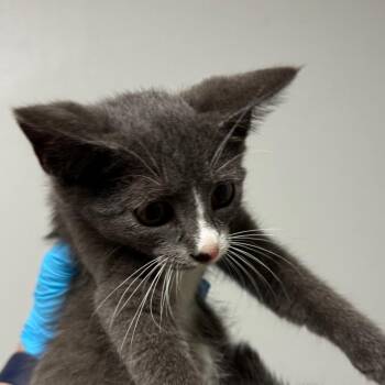 Macchiato -  Domestic Short Hair Cat for Adoption in Concord, North Carolina - Macchiato | PetCurious