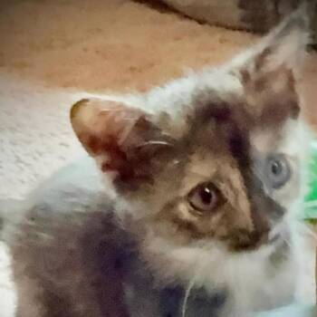 Rory -  Calico Cat for Adoption in Fort Payne, Alabama - Rory | PetCurious