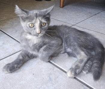 Cream Cheese -  Domestic Medium Hair Cat for Adoption in Oviedo, Florida - Cream Cheese | PetCurious