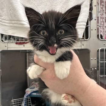 Juice Box -  Domestic Short Hair Cat for Adoption in Enfield, New Hampshire - Juice Box | PetCurious