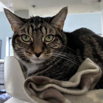 Rescue Domestic Short Hair Cats for Adoption in Riverwoods, Illinois - Pancakes | PetCurious