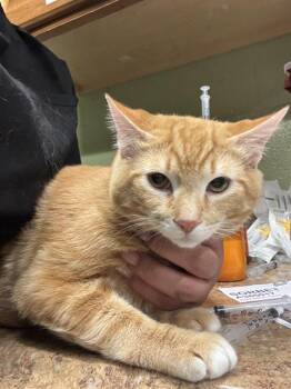 Domestic Short Hair Cats Available for Adoption in Indianapolis, Indiana - GINGER | PetCurious