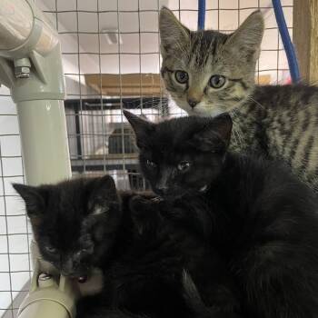 Roz -  Domestic Short Hair Cat for Adoption in Madison, Wisconsin - Roz | PetCurious