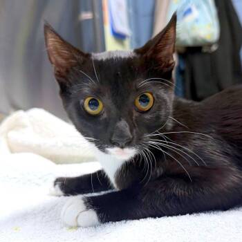 Luna -  Domestic Short Hair Cat for Adoption in Providence, Rhode Island - Luna | PetCurious