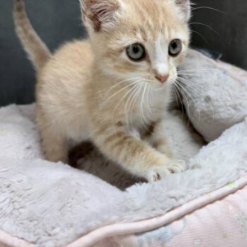 Esteban -  Domestic Short Hair Cat for Adoption in Tyler, Texas - Esteban | PetCurious