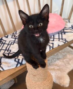Stuart -  Domestic Short Hair Cat for Adoption in Millcreek, Utah - Stuart | PetCurious