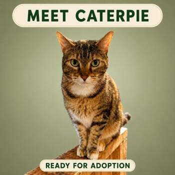 Caterpie -  Domestic Short Hair Cat for Adoption in Marshall, Missouri - Caterpie | PetCurious