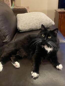 Rescue Domestic Long Hair Cats for Adoption in Millcreek, Utah - Ms Chess | PetCurious