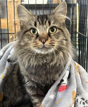 Timber -  Domestic Long Hair Cat for Adoption in Johnston, Rhode Island - Timber | PetCurious