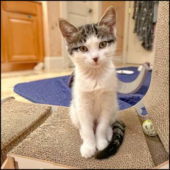 Domestic Short Hair and Tabby Cats Available for Adoption in Roswell, Georgia - Rubicon | PetCurious