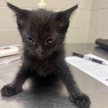 George -  Domestic Short Hair Cat for Adoption in Bristol, Indiana - George | PetCurious
