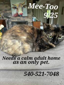 Rescue Tortoiseshell Cats for Adoption in Staunton, Virginia - Mee-too | PetCurious