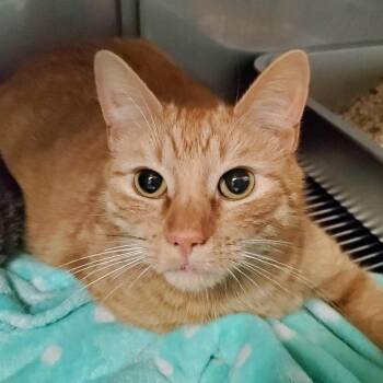 Domestic Short Hair Cats Available for Adoption in Pittsburgh, Pennsylvania - Seoul | PetCurious