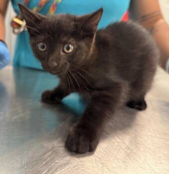 Dora -  Domestic Short Hair Cat for Adoption - Dora | PetCurious