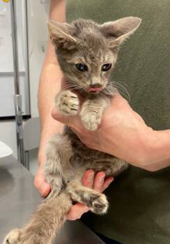 Rescue Domestic Short Hair Cats for Adoption in Trenton, New Jersey - Adam | PetCurious