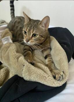 Athena -  Bengal Cat for Adoption in Bayonne, New Jersey - Athena | PetCurious