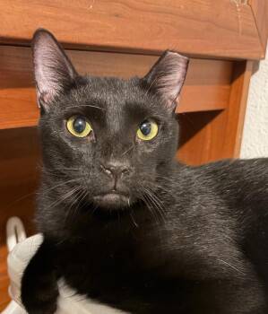 Kareem -  Domestic Short Hair Cat for Adoption in Las Cruces, New Mexico - Kareem | PetCurious
