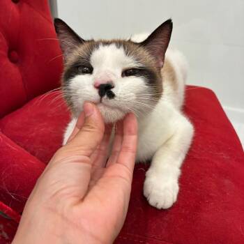 Yukon -  Domestic Short Hair Cat for Adoption in Titusville, Florida - Yukon | PetCurious