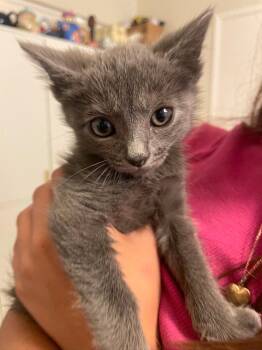 Thumper -  Domestic Short Hair Cat for Adoption in Campbell, California - Thumper | PetCurious
