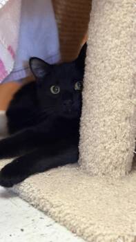 Domestic Short Hair Cats Available for Adoption - Annie | PetCurious