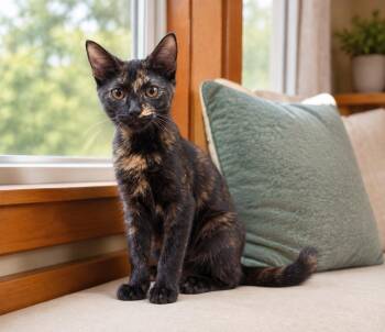Gypsy -  Tortoiseshell Cat for Adoption in Marion, Indiana - Gypsy | PetCurious