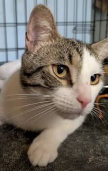 Emmett -  Domestic Short Hair Cat for Adoption in Duxbury, Massachusetts - Emmett | PetCurious
