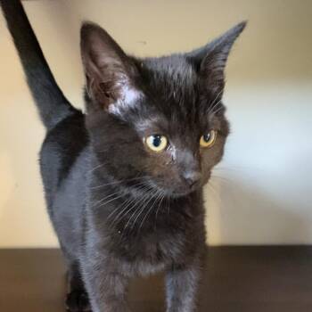 Domestic Short Hair Cats Available for Adoption in Wichita, Kansas - Vikkie | PetCurious
