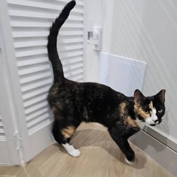 Bizbee -  Domestic Short Hair Cat Available for Adoption in Boston, Massachusetts - Bizbee | PetCurious