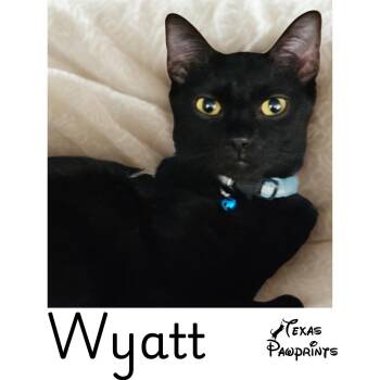 Wyatt -  Domestic Short Hair Cat for Adoption in Dallas, Texas - Wyatt | PetCurious
