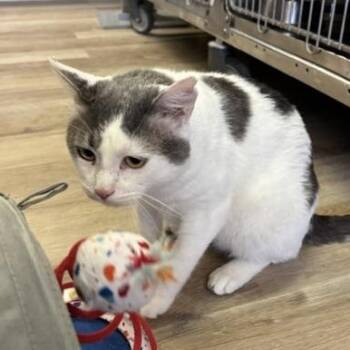 Newt -  Domestic Short Hair Cat for Adoption in Braintree, Massachusetts - Newt | PetCurious